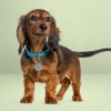 ProEnergetic Pet Tag