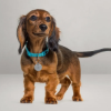 Pro Energetic | Pet Tag, Anwendung Hund