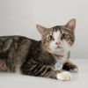 Pro Energetic | Pet Tag, Anwendung Katze